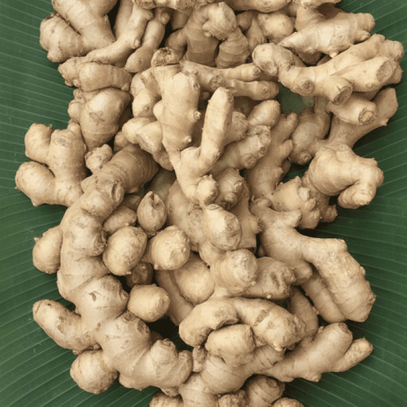 Ginger