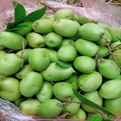 Olive - জলপাই